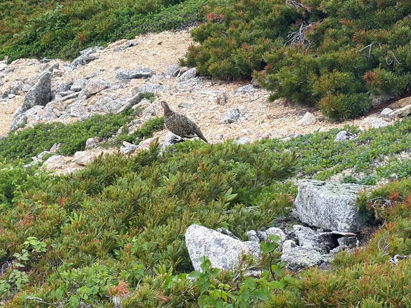 お母さん🐦
