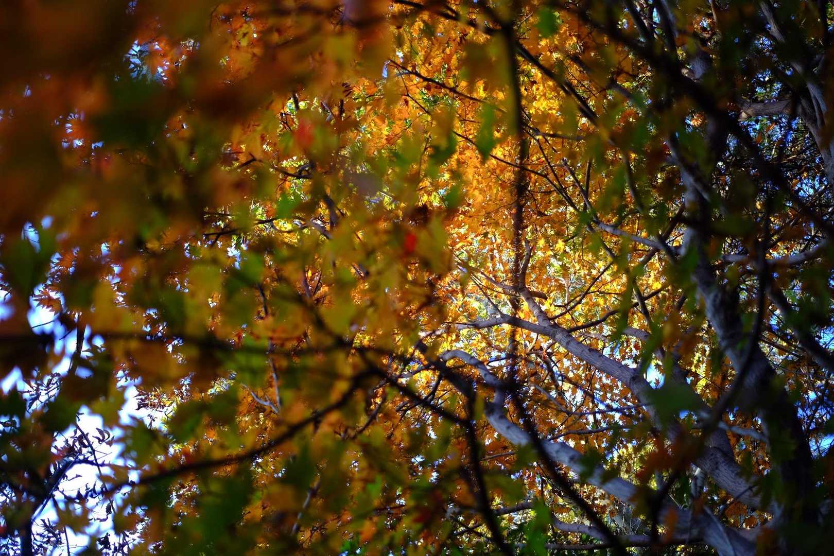 撮り方によっては紅葉モリモリにも見える