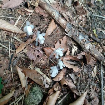 同じ道を無事に下山しました。登山口手前で、ギンリョウソウ(花-22)を一緒に下山していた方が見つけられました。「登る時には無かったのに」に少し救われました。
計22種類の花を見つけましたが、見落としたり、ダブっていたりしているでしょう。
新たな試みは、新たな喜びが得られます。花の名前を覚えるのは、私には難しいことですが、これはという花に出会ったら、調べて少しずつ知識を増やしていきます。