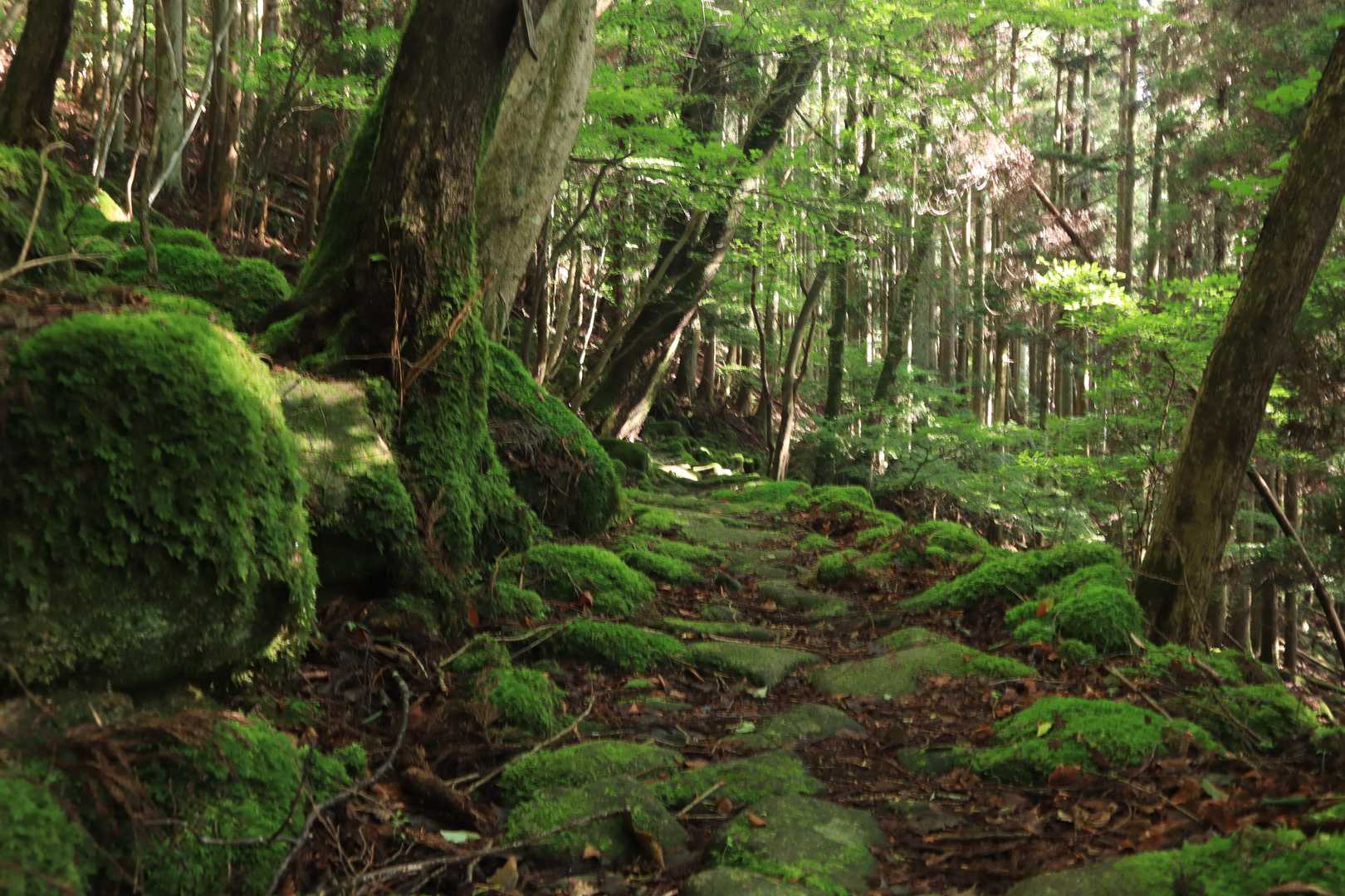 大洞山-大洞山-四ノ峰 周回コースの写真