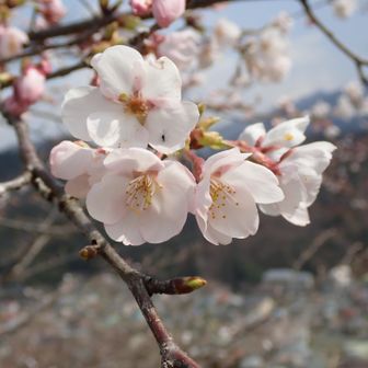 ちょうど桜🌸が素敵🤗