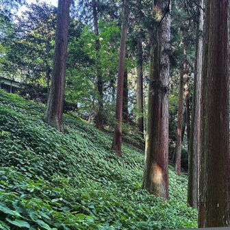 岩湧寺の裏側斜面🚶‍♀️秋海棠の葉で埋め尽くされている💚