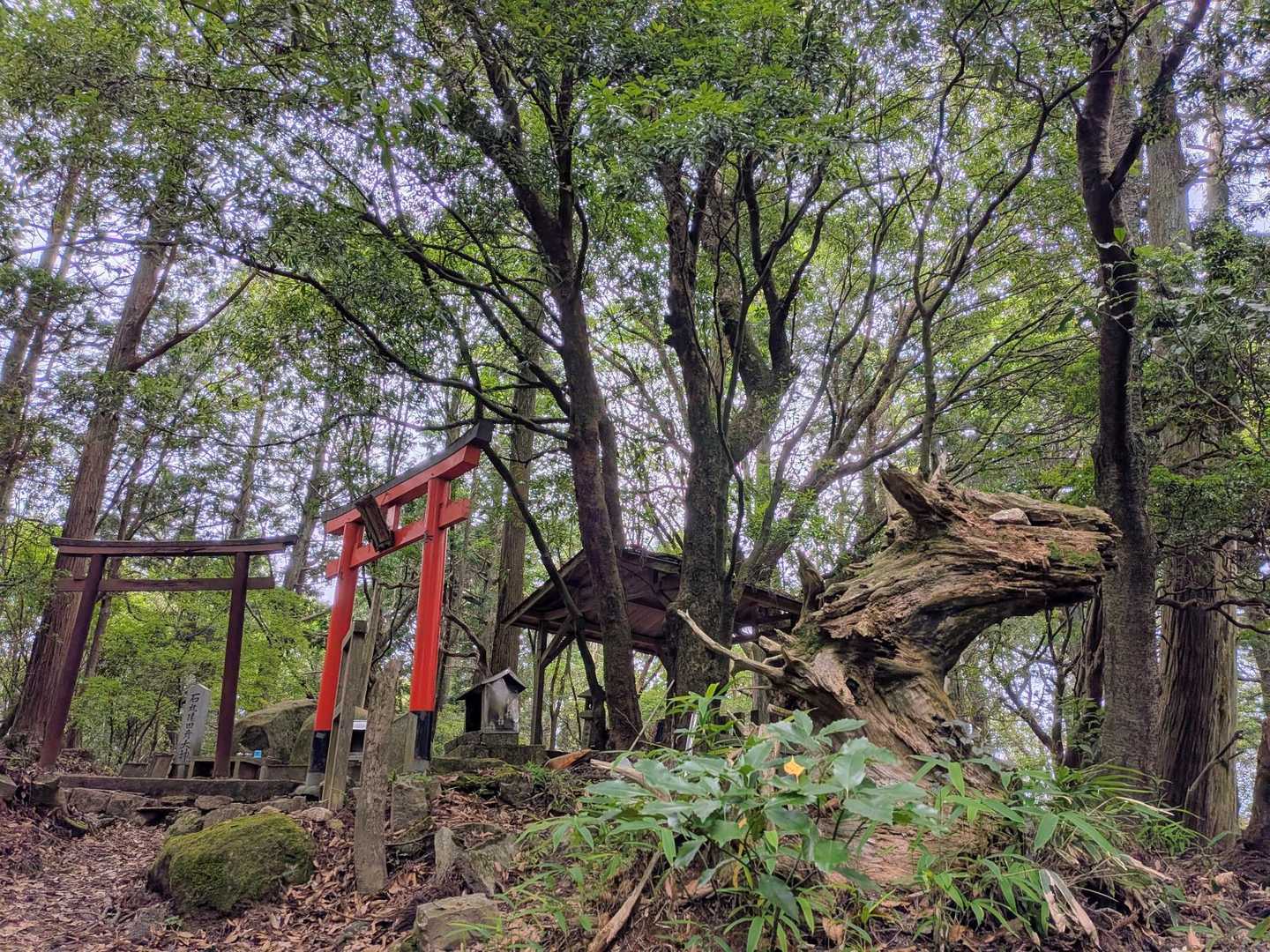 上野道で1時間、疲れたぁ💦
先週の雨ヶ峠〜最高峰までの方が早かったなぁ