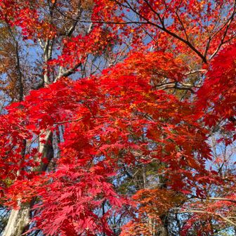 紅葉綺麗でした！
