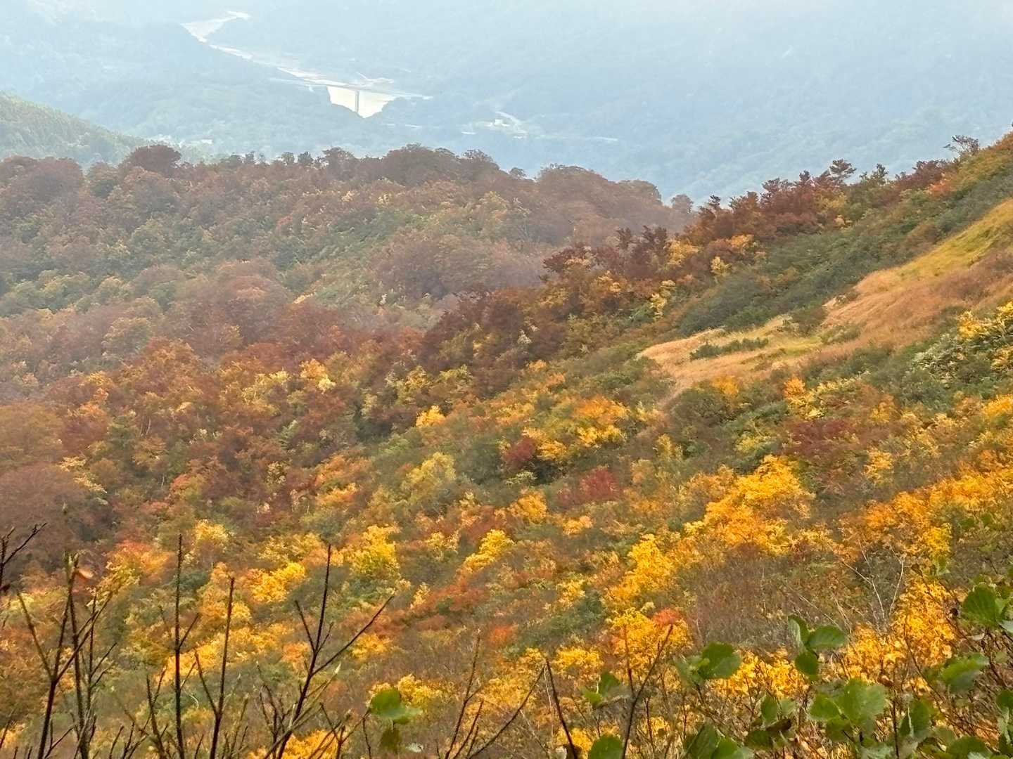 月山の中腹は黄色い絨毯