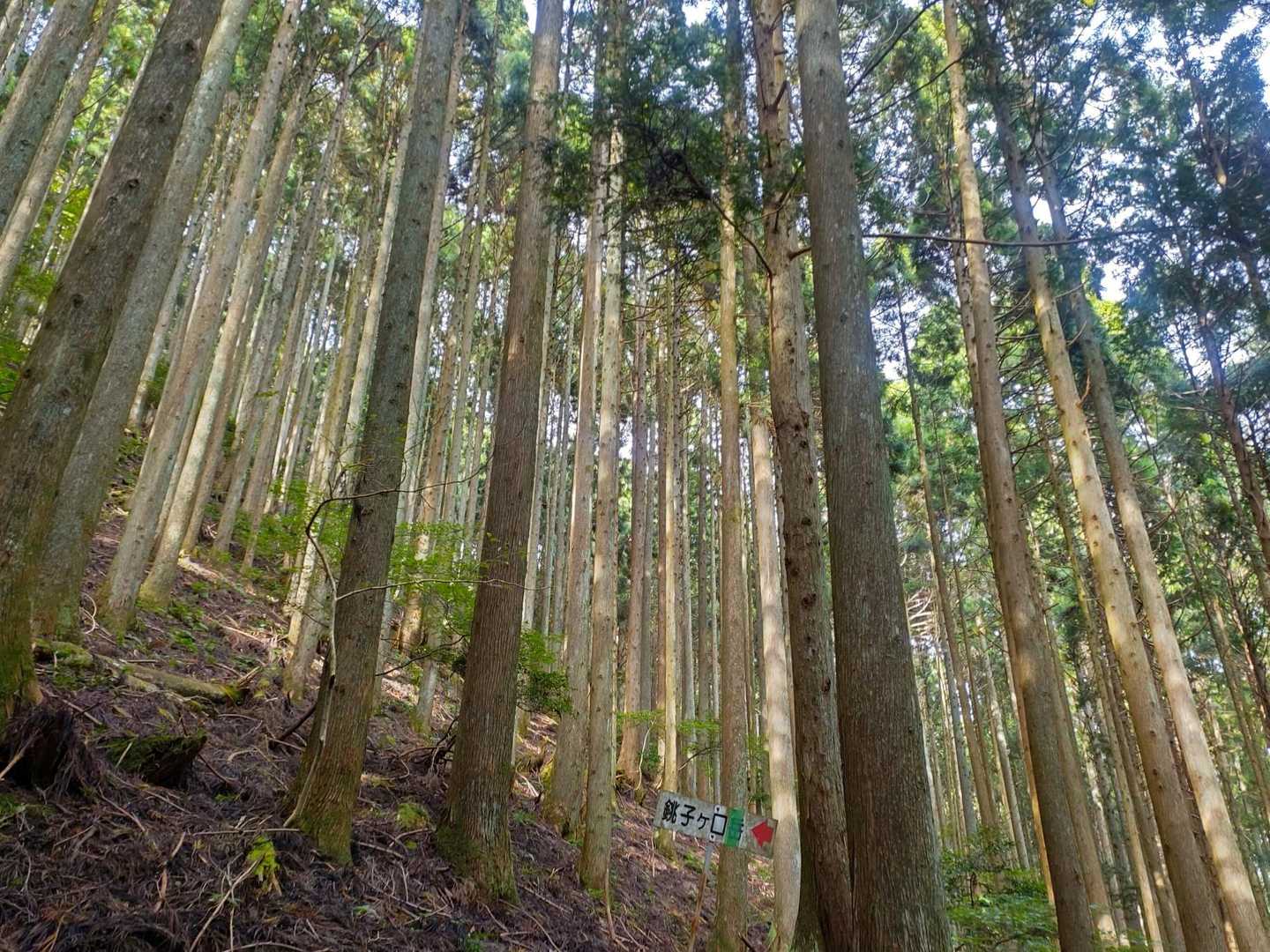 銚子ヶ口登山口-銚子ヶ口 往復コースの写真