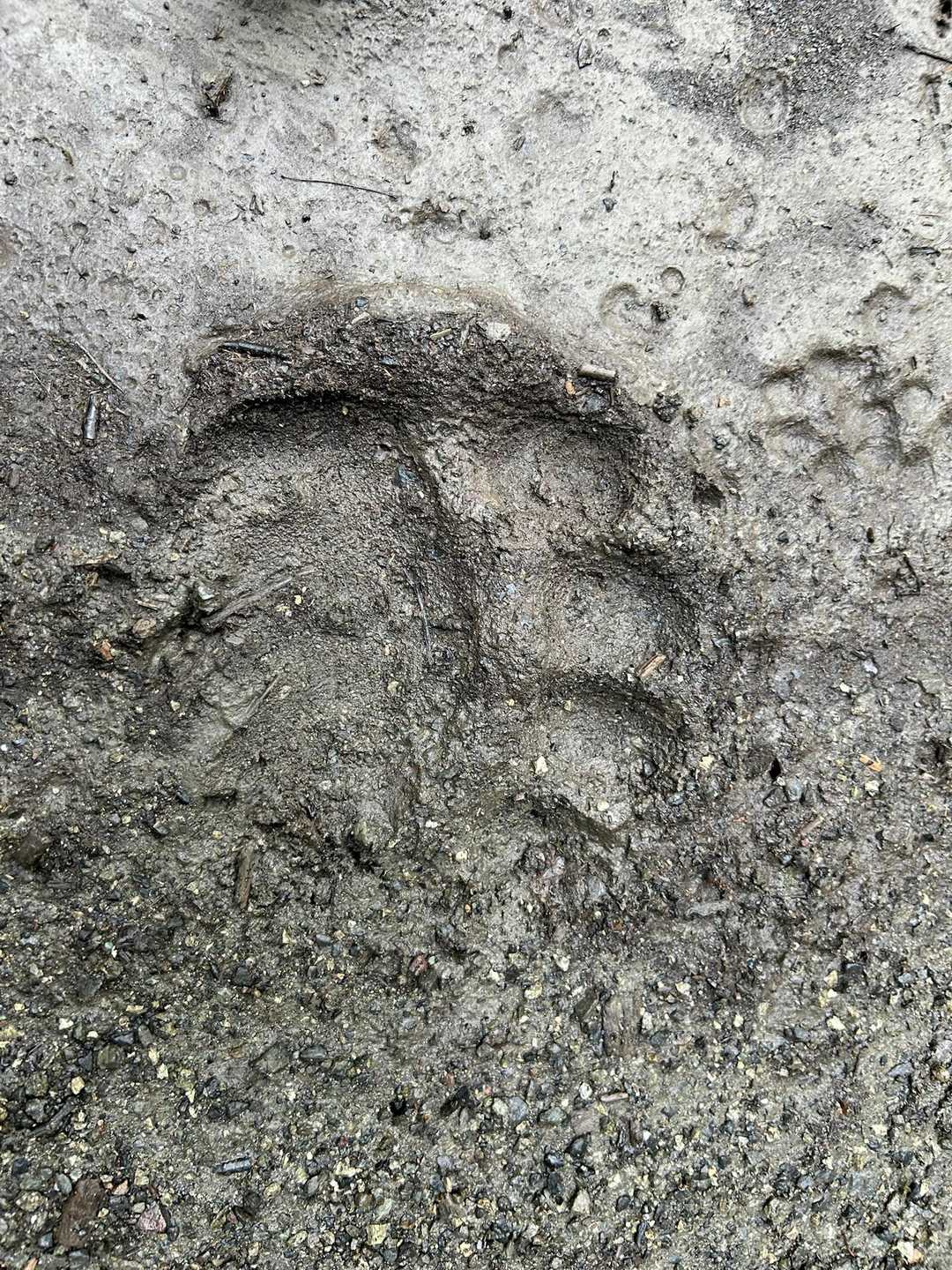 🐻