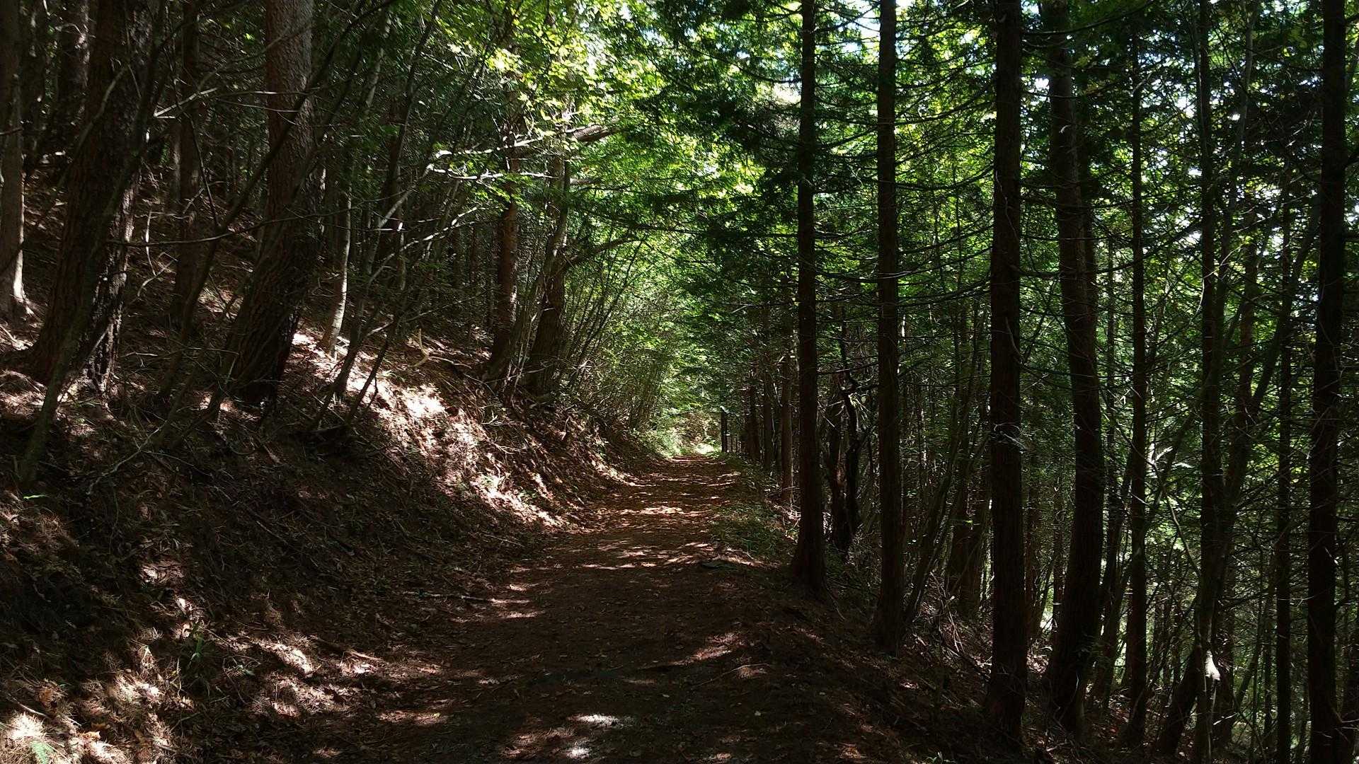 山頂までこのような歩きやすい道だった。