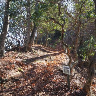 振り返って頂上へのビクトリーロード