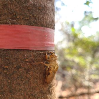 めっちゃキレイに脱皮してるなぁ👏