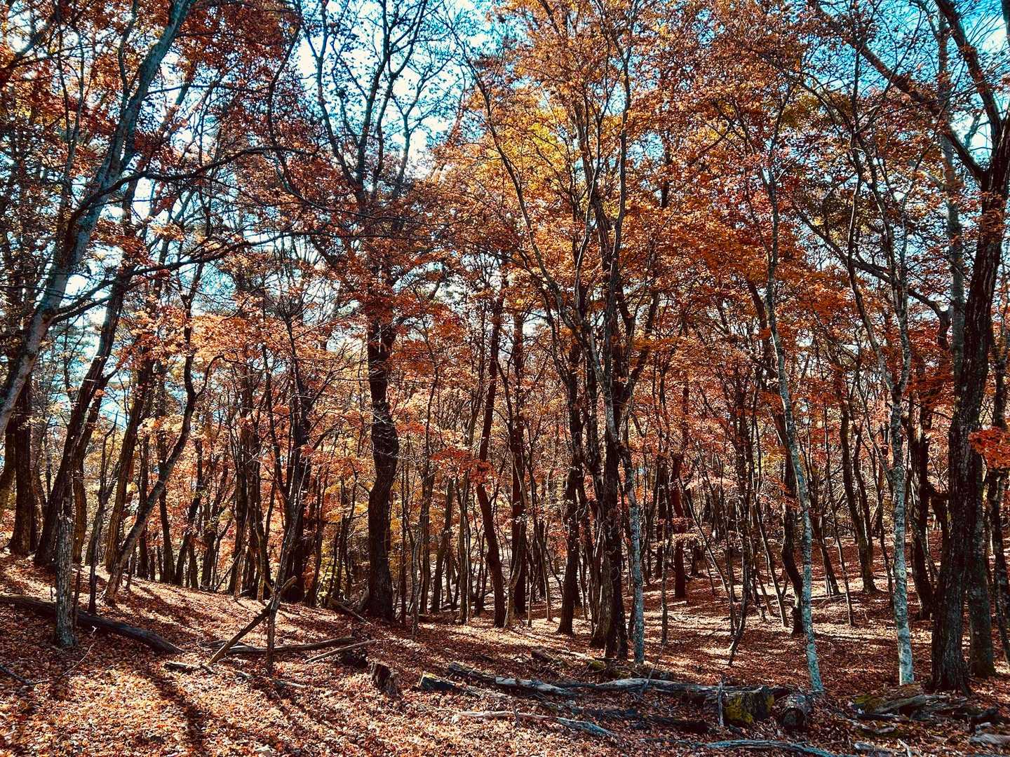 鶯宿峠-滝戸山登山口-滝戸山-名所山-黒坂峠-春日山 周回コースの写真