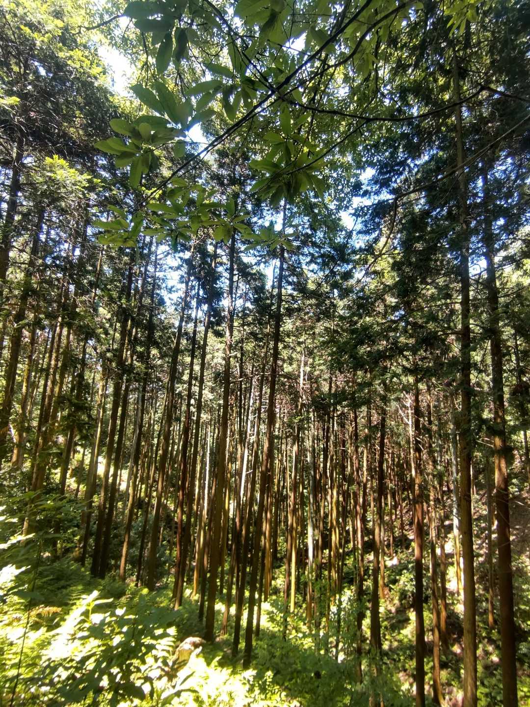 綺麗な杉並木に癒やされながら無事下山〜✨
おかわり山、行ってきます😊