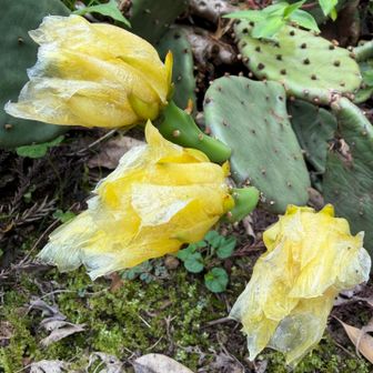 山庵寺でサボテン発見！
花が開いてるところ見たかった