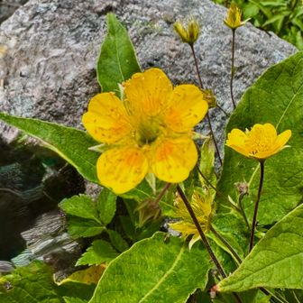 ミヤマダイコンソウ（深山大根草)