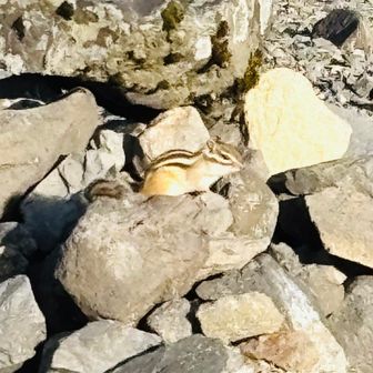 おはよう〜🐿️