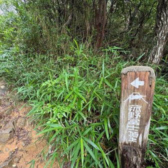 ツチアケビを探しに下山