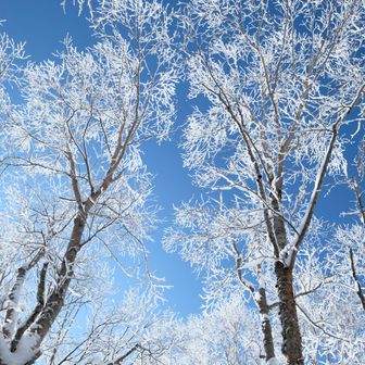 麓まで降りてきましたが、まだお昼頃なので南斜面の霧氷も残っていました。