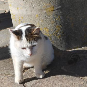 猫ちゃんが、みゃ～みゃ〜ないて寄ってきたよ