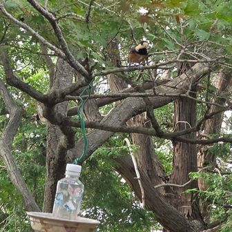 ヤマガラ（山雀）と思われる小さな野鳥