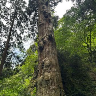 樹齢1200年ほどの鬼杉です。