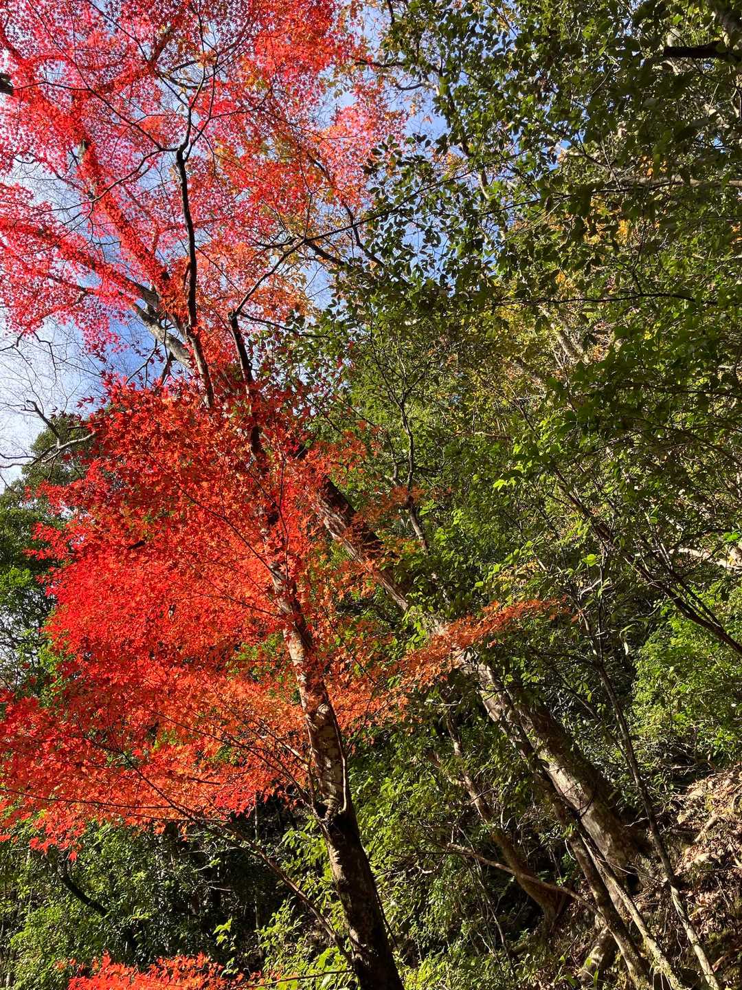 京見峠-上ノ水峠-仏栗峠-福ヶ谷林道登山口-白雲橋-槙ノ尾 縦走コースの写真