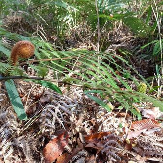 シダのくるくる芽