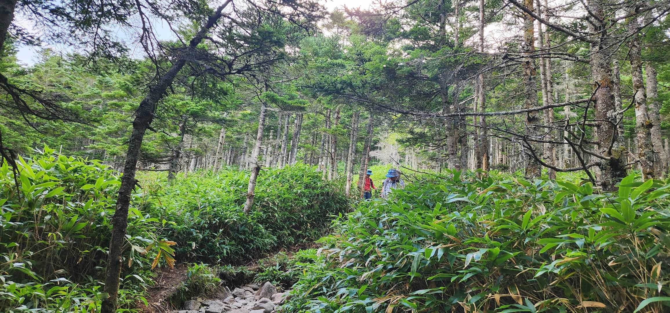 下山道は、なだらかになってからも長かったです(笑)
さすが名峰蓼科山。侮れません。
