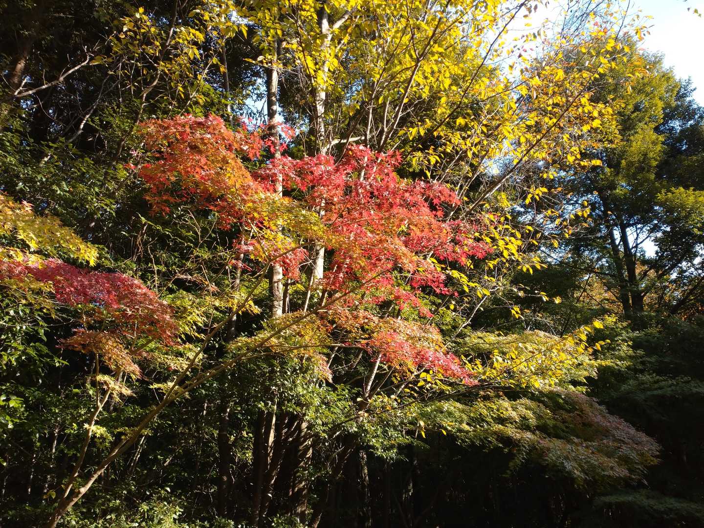 まだ少し早いね