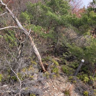 5本目の倒木、道を塞ぎかねないのでノコで切って処理