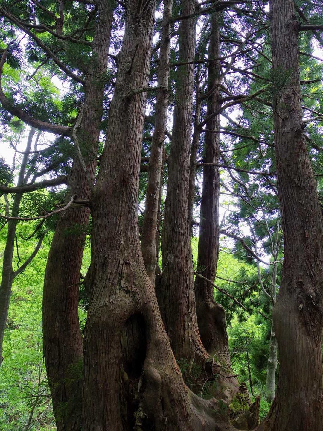 高清水山 往復コースの写真