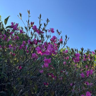 多分ムラサキヤシオ