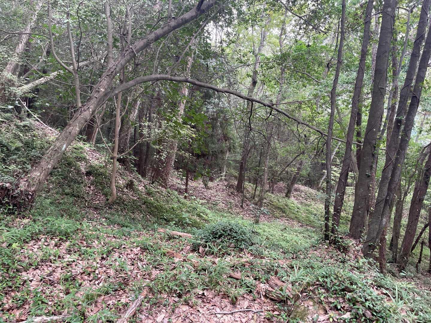古墳の森。
荒れつつありますね…