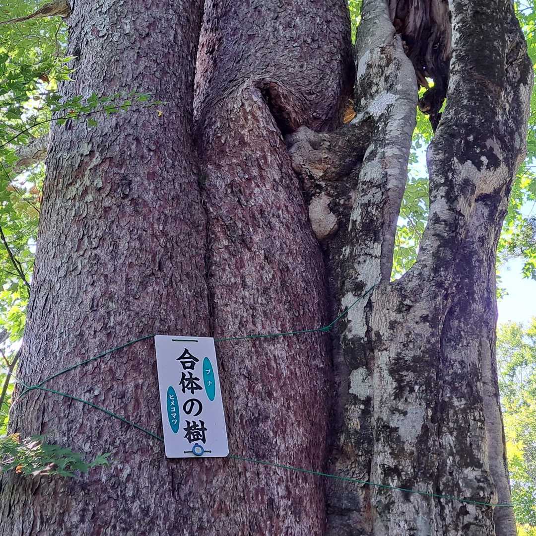 古寺鉱泉登山口-古寺山 往復コースの写真