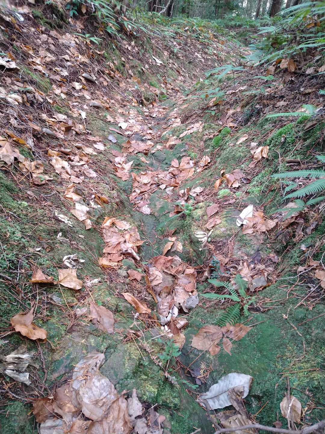 でも、下り道は隠れた岩に苔が付いてて滑り易いの〜。ツルッツル！😭
案の定、ハデに転んだＥちゃんはその後は怖じ気づいてしまい、そこまで？と思うくらいにソロリソロリの足運びとなりました。🤣