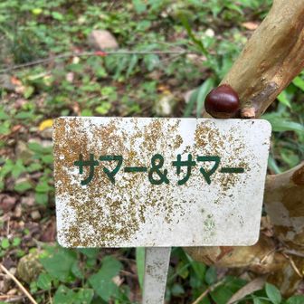 サマー＆サマー🌞🌴🌺✨

え？
「終わらない夏」って事🤩⁉️

🎶yo  say!! 夏が胸を刺激する〜生足魅惑のマーメイド〜🧜‍♀️🎶脳内再生(笑)
