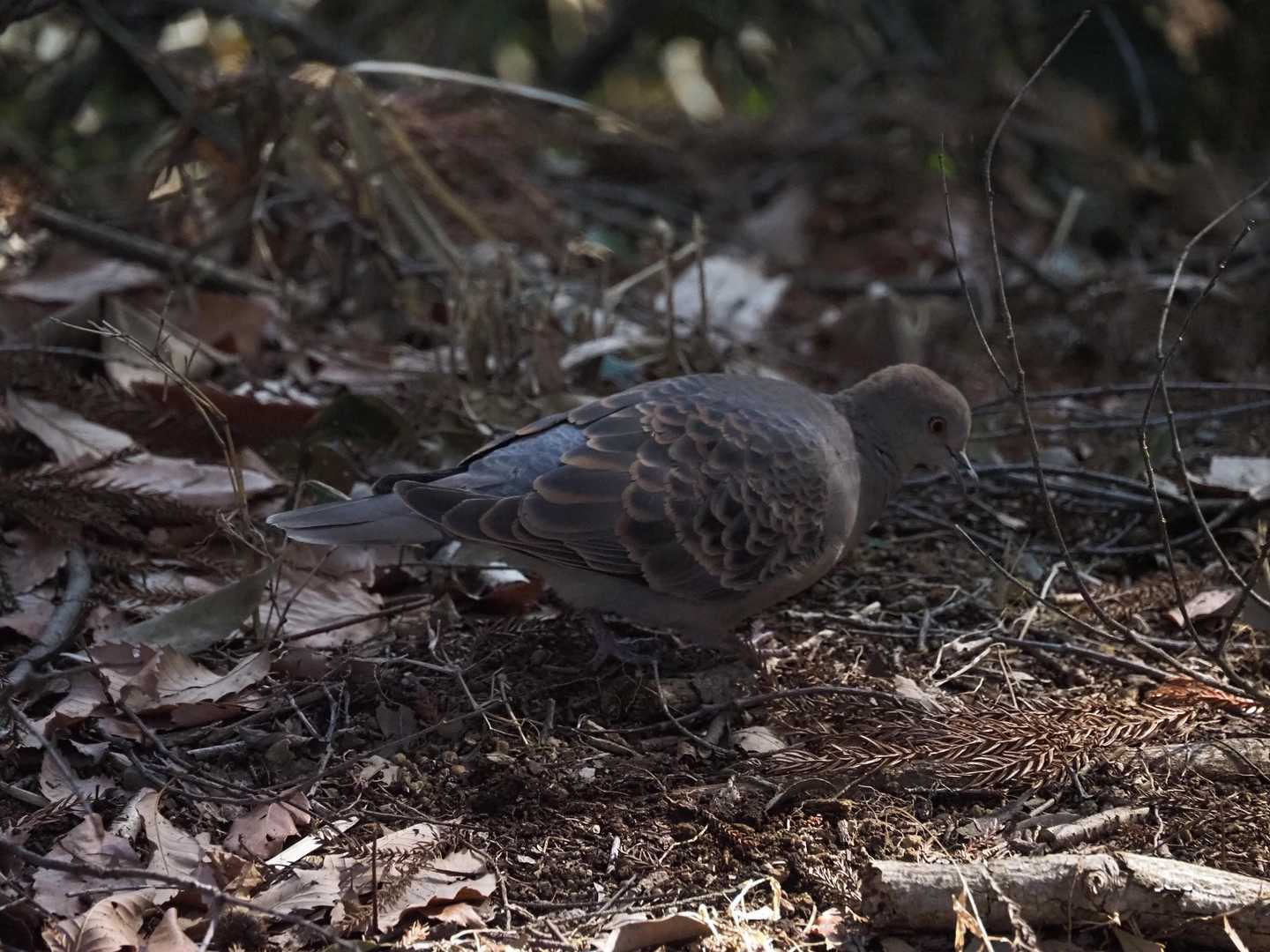 鳩さんだぁ～🕊
・・・さて帰って仕事するか～😭