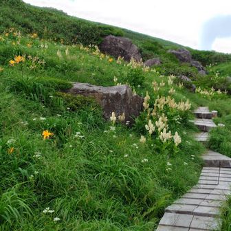 ニッコウキスゲとコバイケイソウに囲まれた道