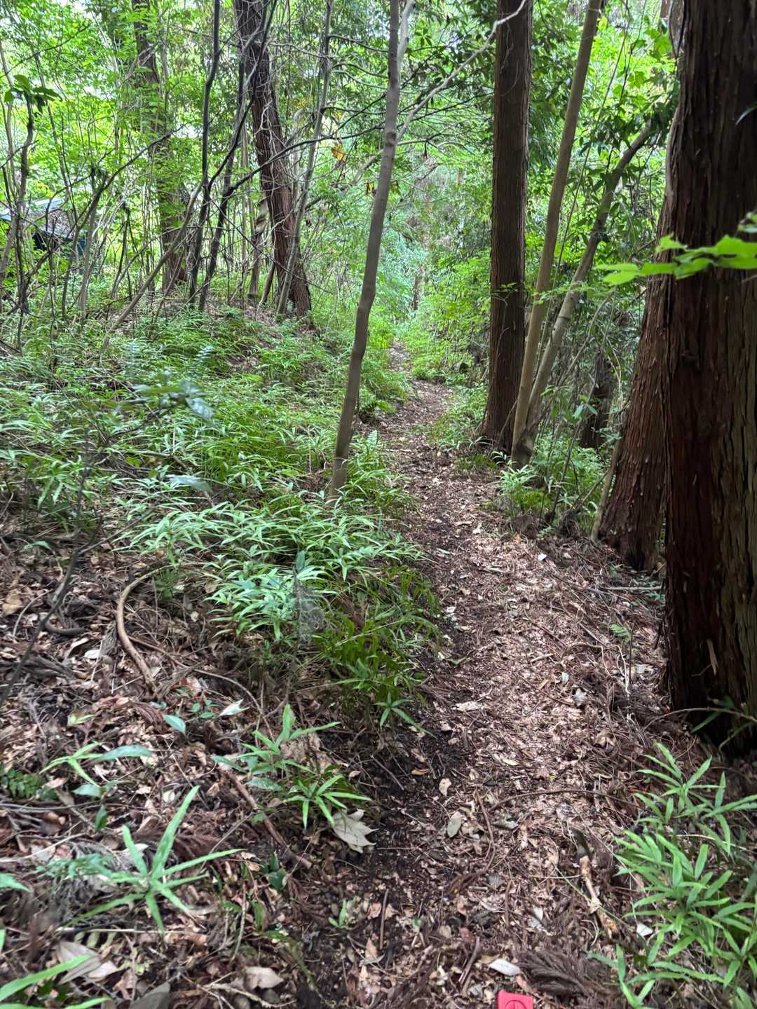歩きやすい🚶‍♀️