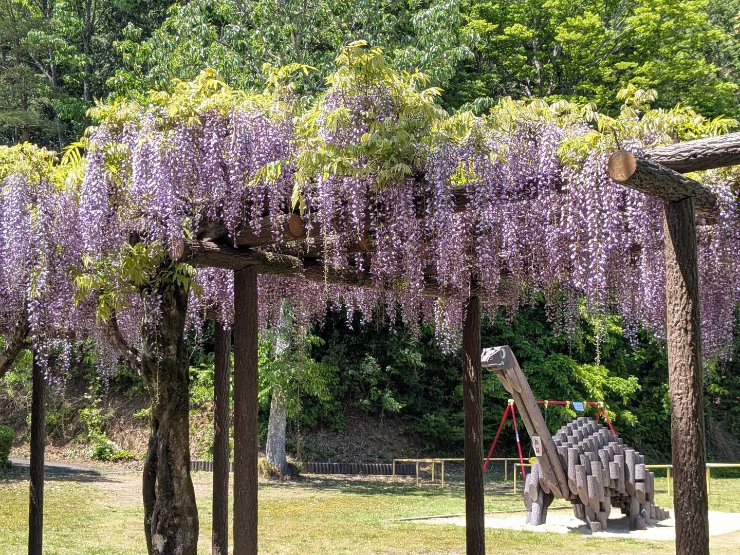 藤の花がきれいでした