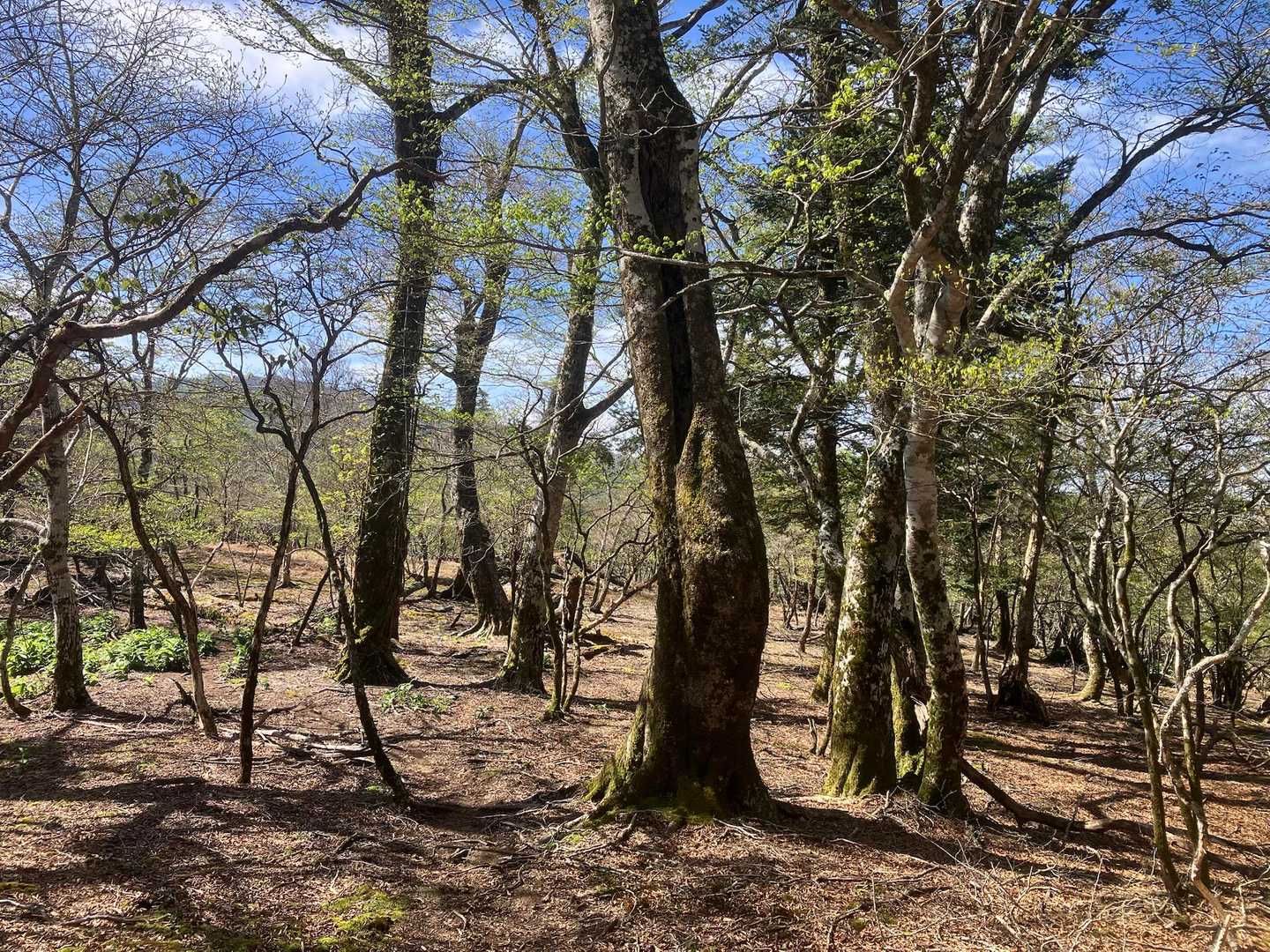 平家山-後平家山-国見岳 往復コースの写真