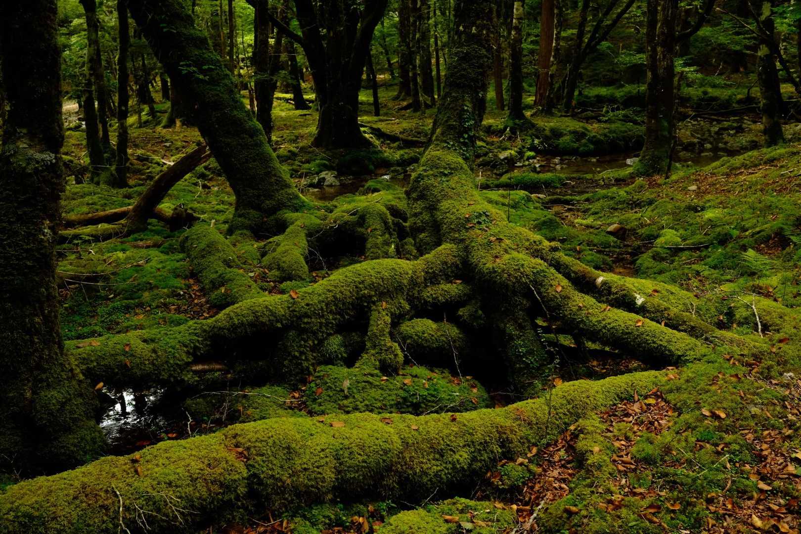 逆峠 周回コースの写真