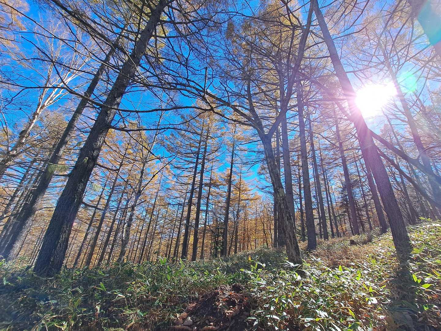 本沢入口-夏沢峠 往復コースの写真