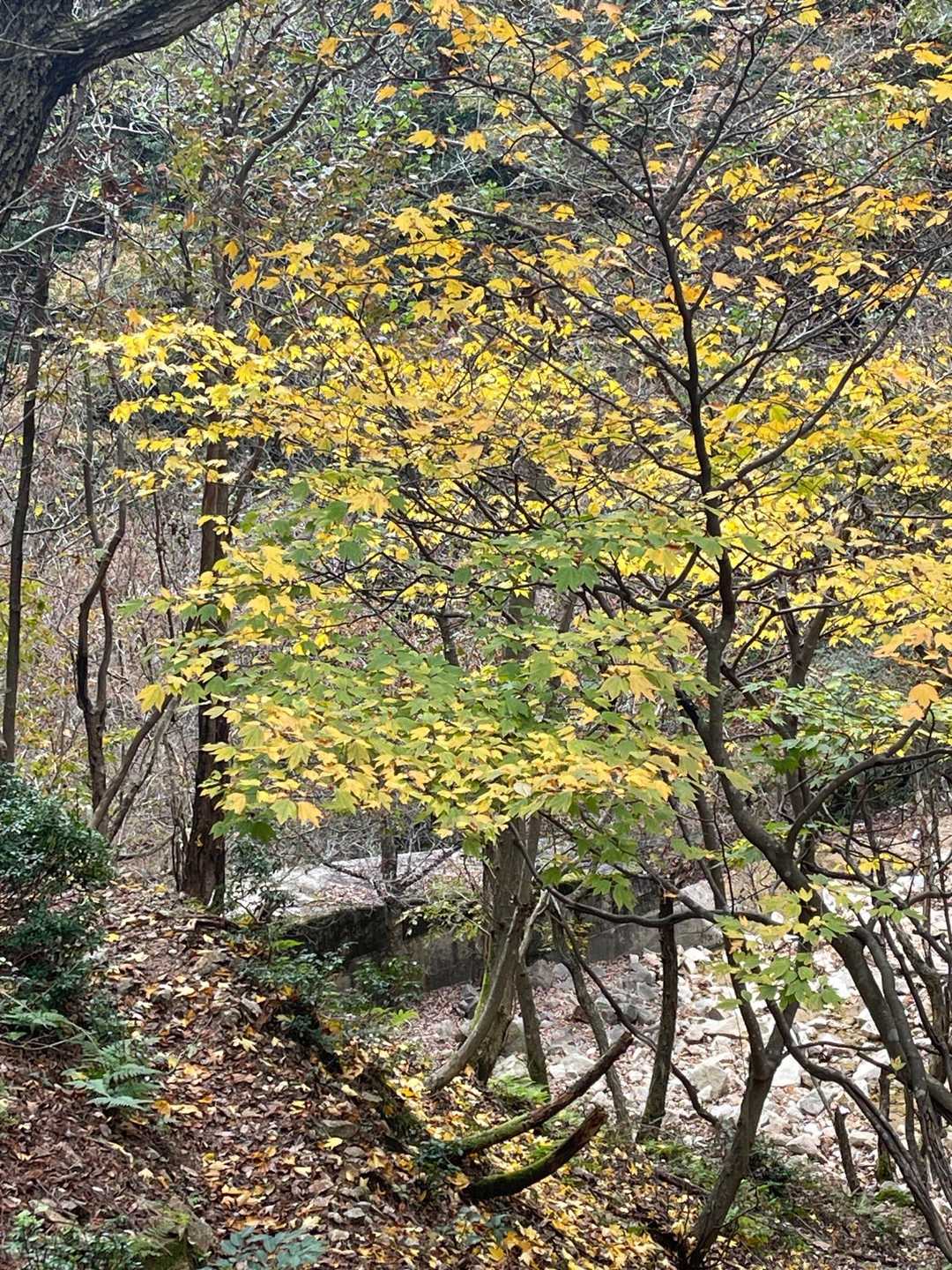 朝明登山口-中峠-水晶岳-根の平峠 周回コースの写真