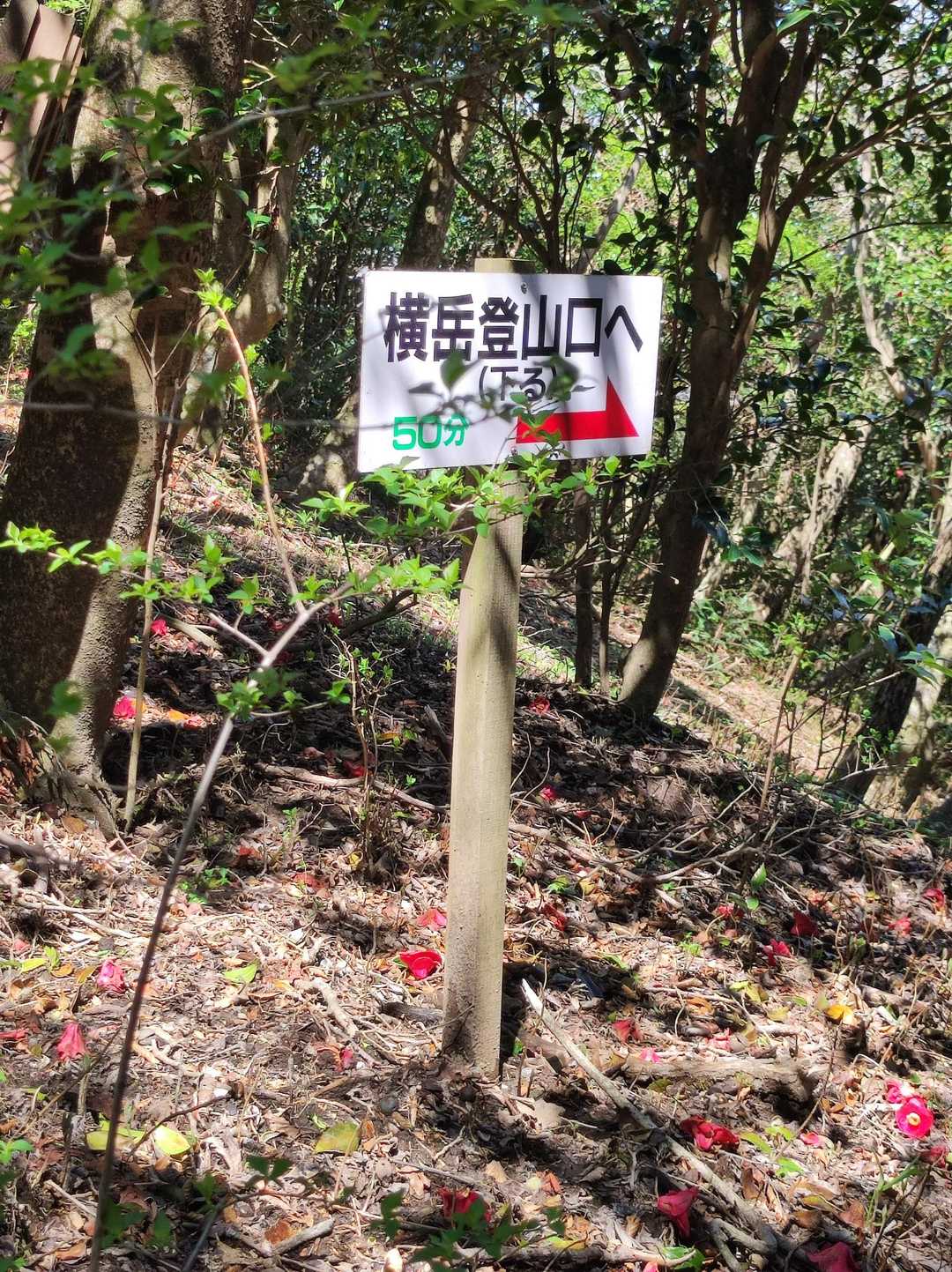 ここから林道へ激下りのルートが。でも今日はパス。