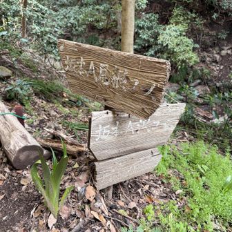 YAMAP情報で尾根コースは崩れてるって書いてあったから沢コースへ