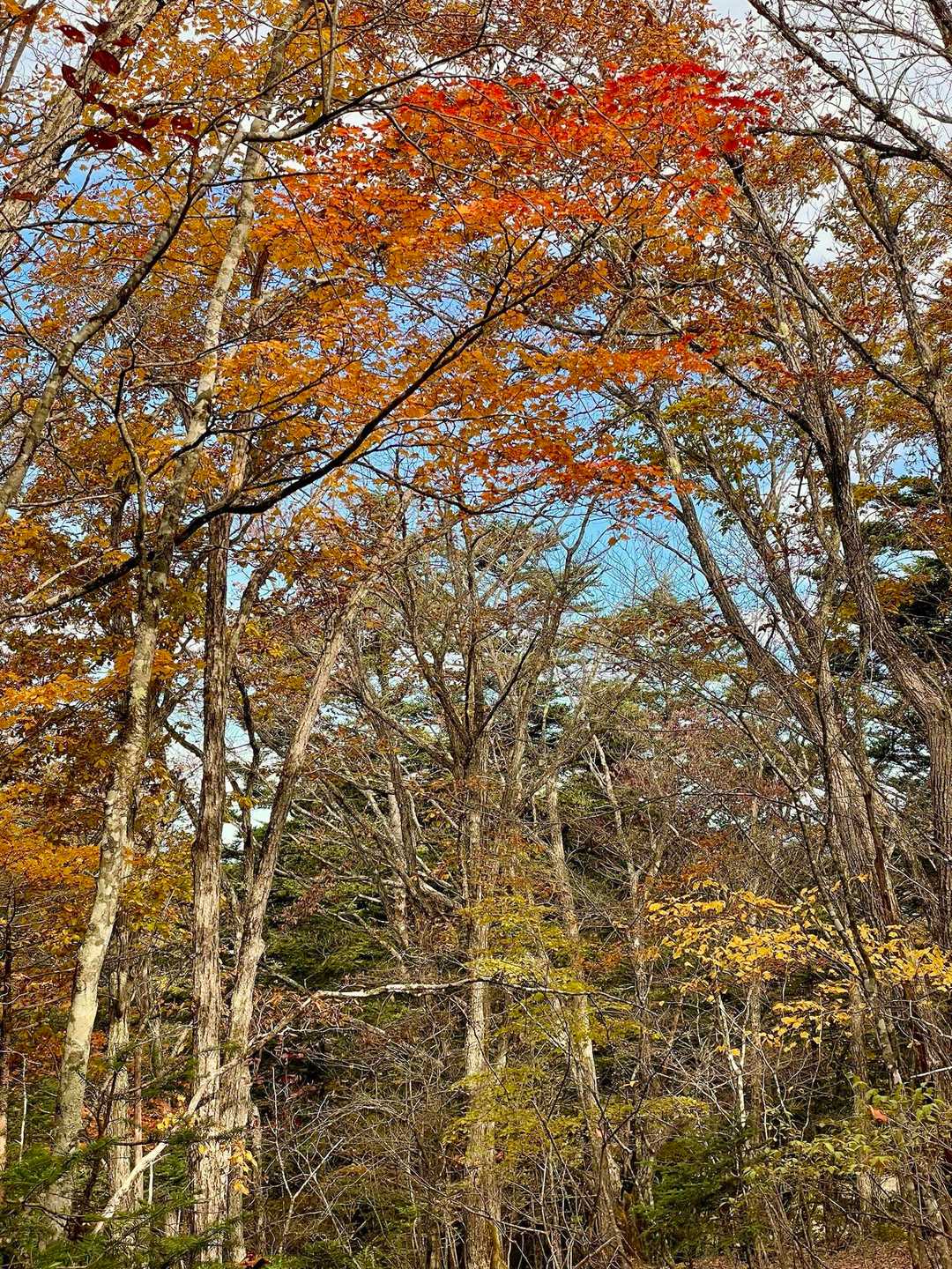 三ッ峠山 | 太宰治の随筆に登場する頂は、南アルプス・八ヶ岳・奥秩父の眺望も秀逸の写真