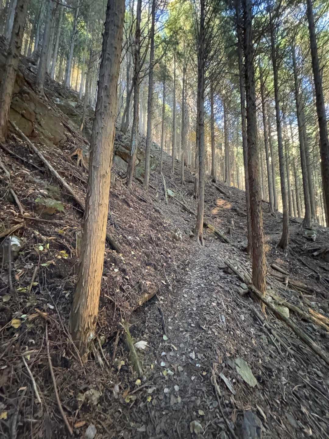 その先樹林帯を激下りです😵