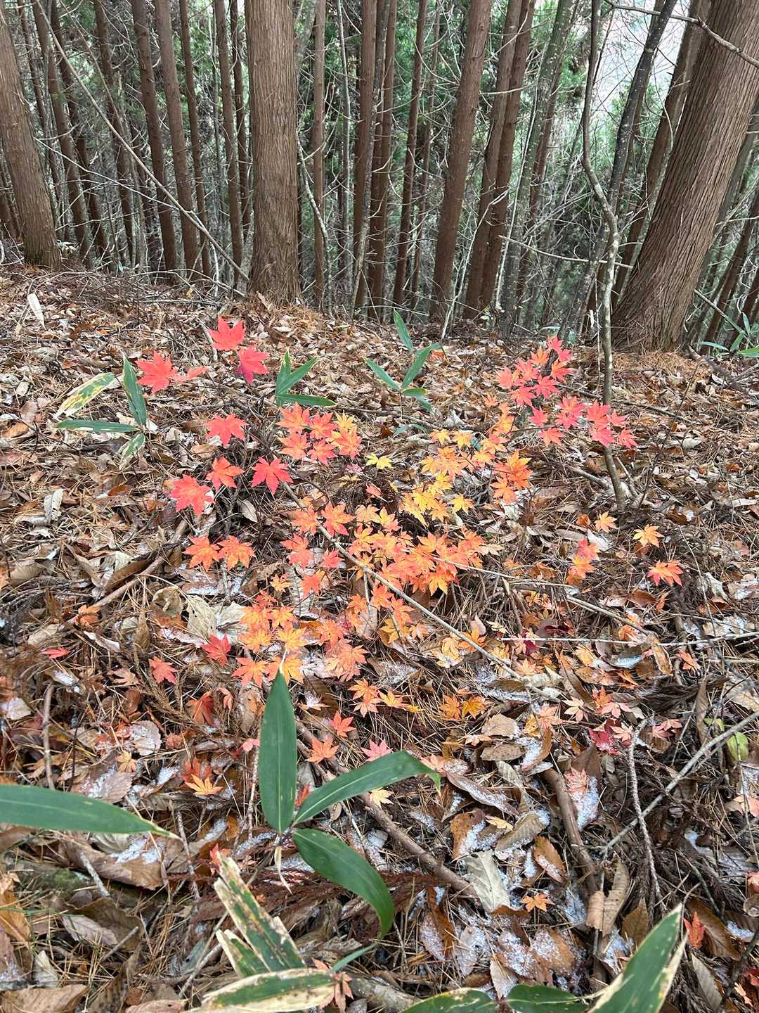 🍁