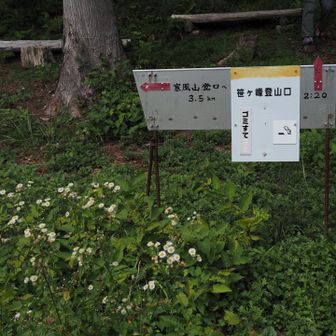 出ました！