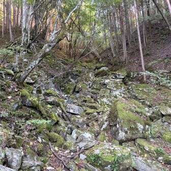 丸山荘までは景観が無く、ひたすら登り、、修行です😭